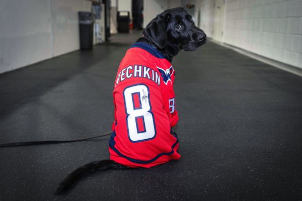 В США собаку-помощника назвали в честь Александра Овечкина